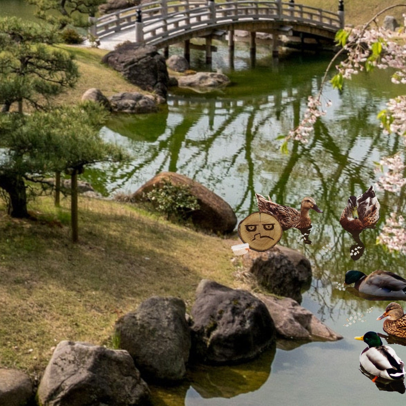 Japanese garden with a pond, rocks, cherry blossoms, and ducks. Morton is feeding the ducks.